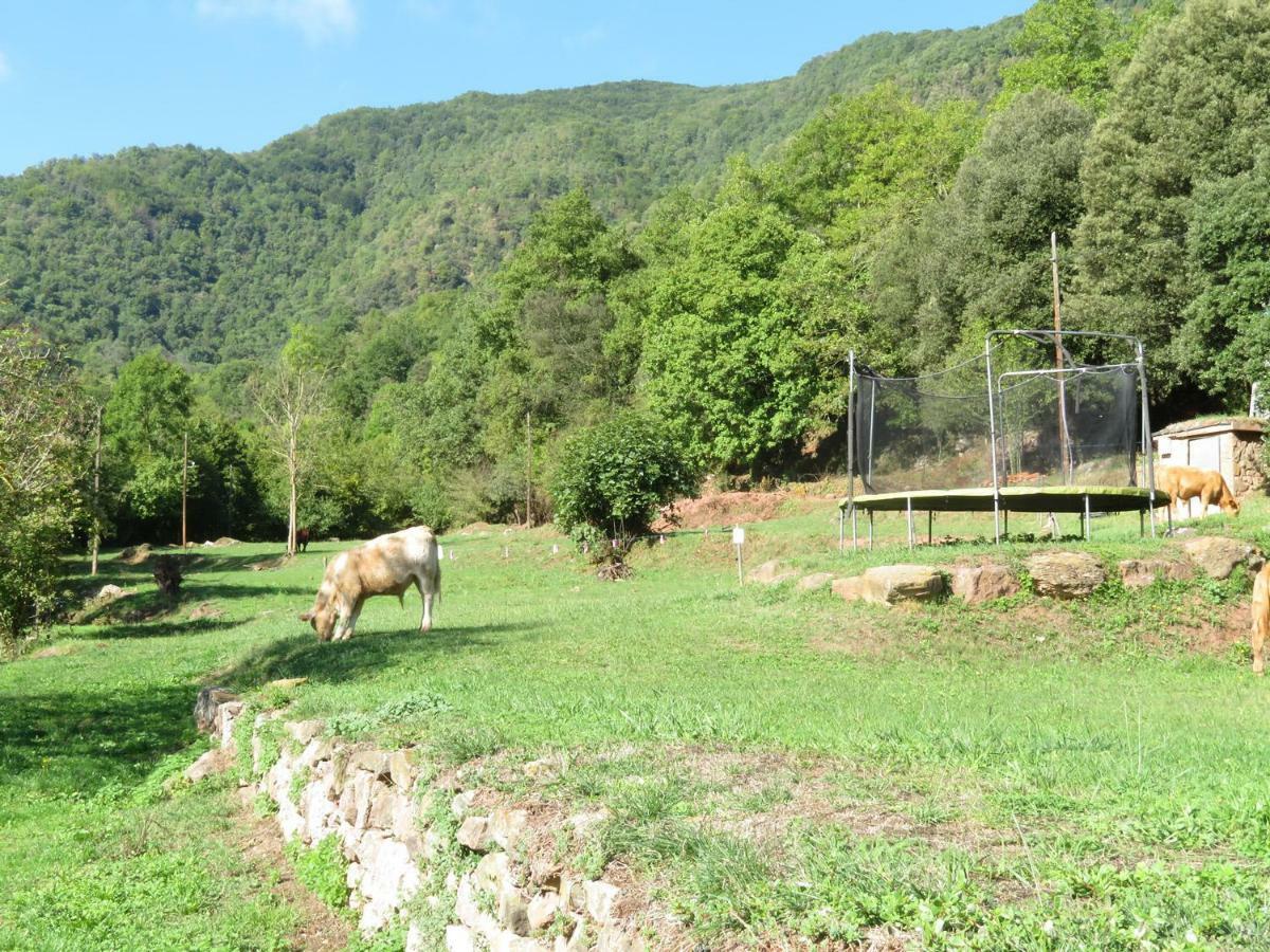 El Paller Del Moli De La Plana Riudaura Dış mekan fotoğraf